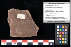 Foto (Objekt + Etikett) von Xylomites arbuti serrae Ettingshausen (NHMW-GEO-2024-0188-0066b)